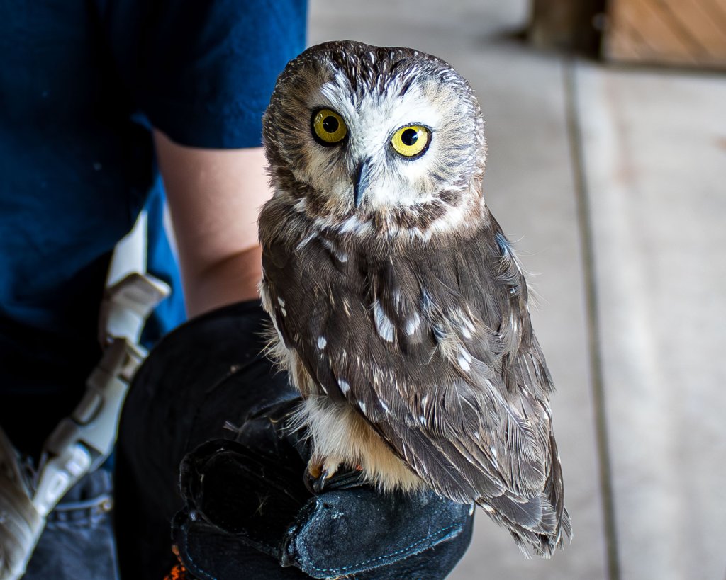 River Valley Raptors