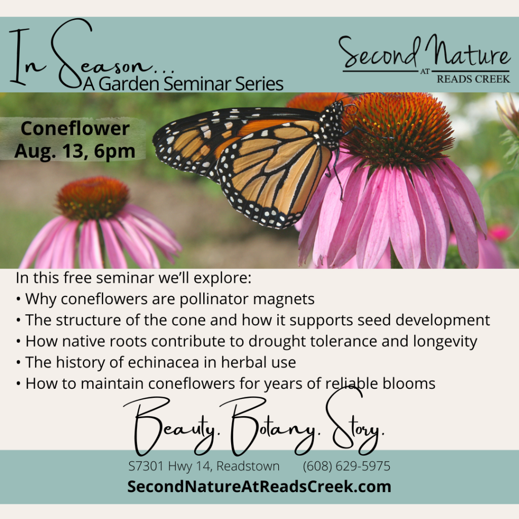 Coneflowers: Bold. Resilient. Beloved by pollinators.