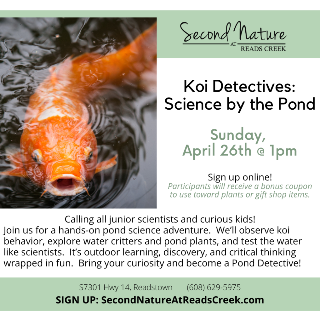 Koi Detectives: Science by the Pond