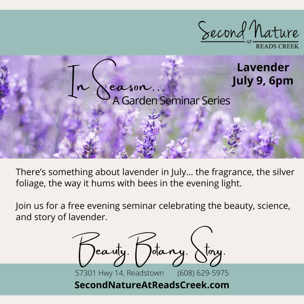 Lavender: An Evening in the Garden