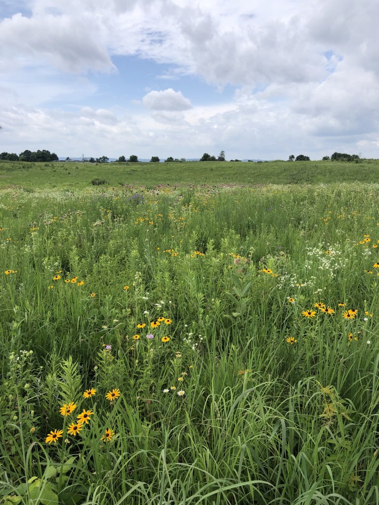 Nature Journaling at Holland Sand Prairie