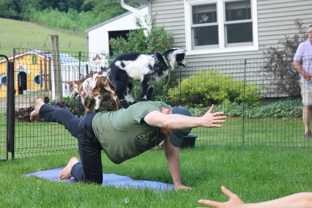 goat yoga at rainbow ridge farm