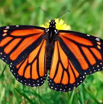 Monarch Butterfly Journey