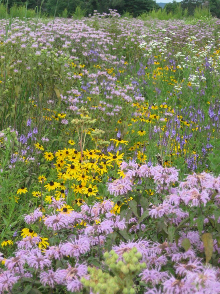 Planting for Pollinators