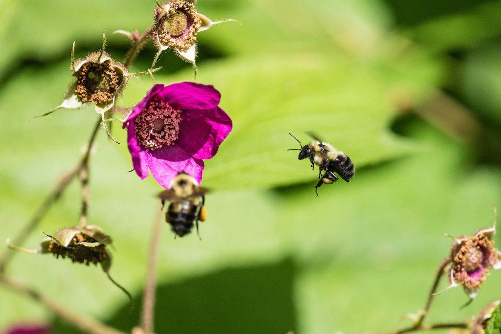 Natives Bees of Wisconsin Badger Talk