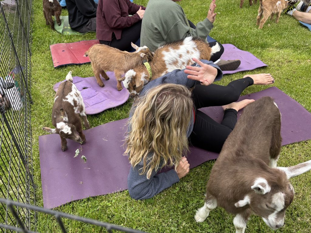 Goat Yoga