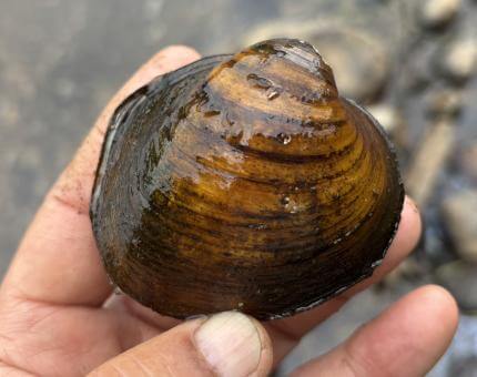 Science in the Stream: Mussel Survey - Jackson County