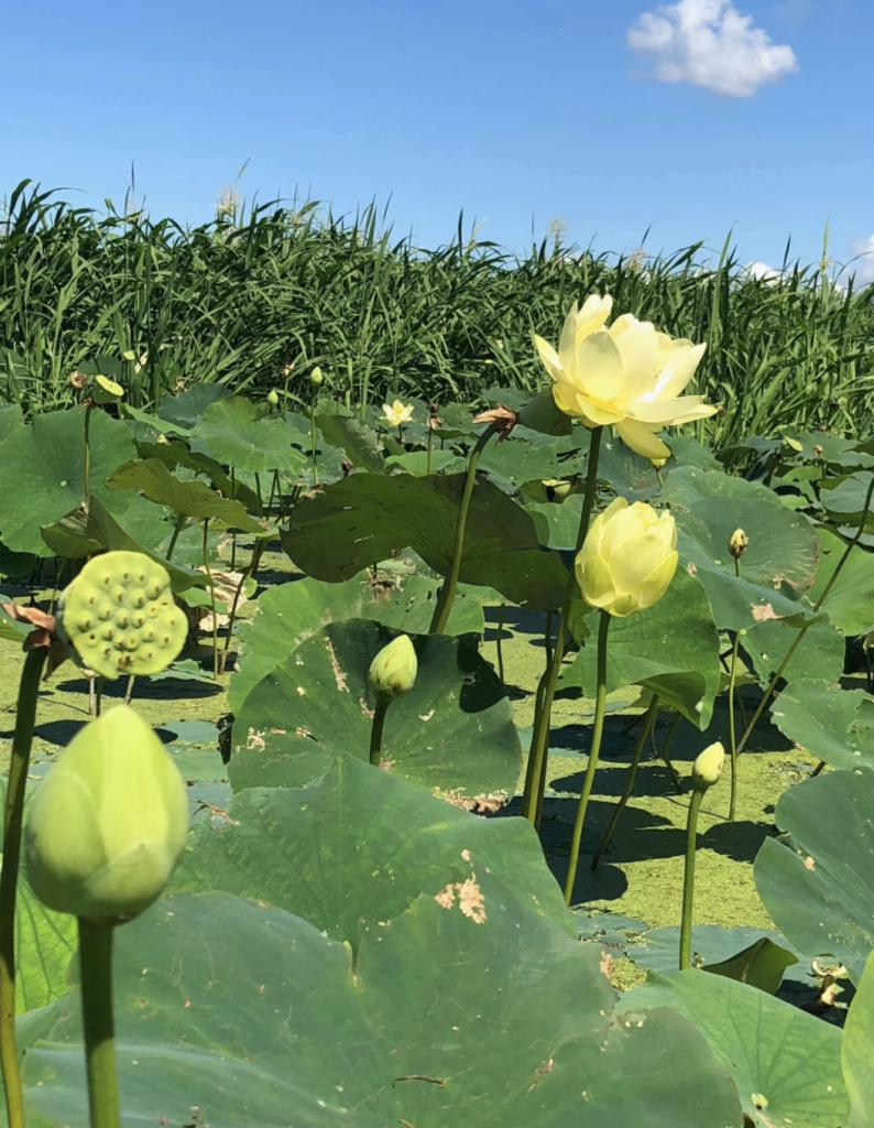Foraging Aquatic Flora of the Mississippi, with Nicholas WazeeGale