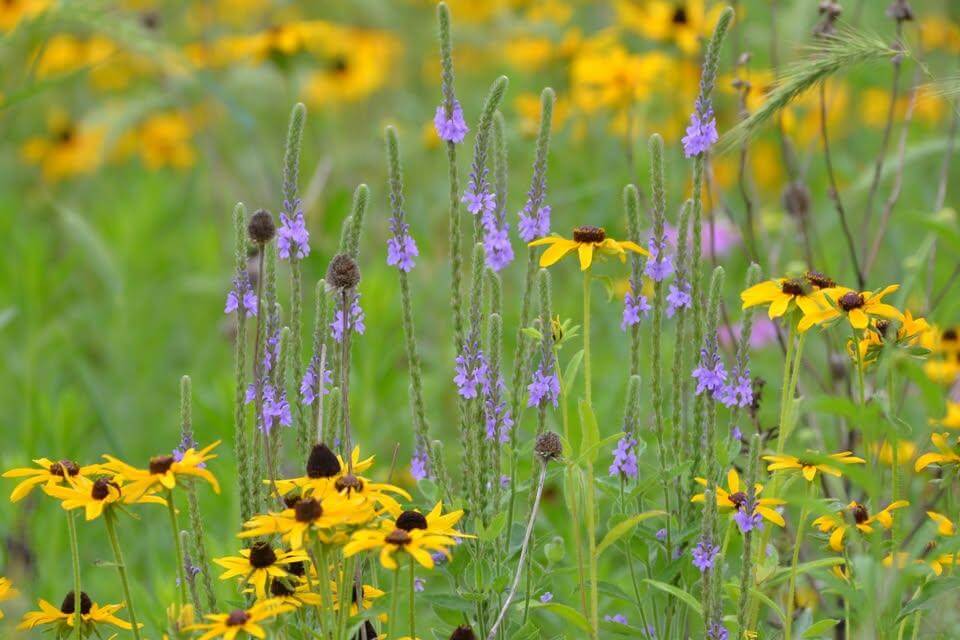 Wildflower Walk and Cyanotype Sun Prints
