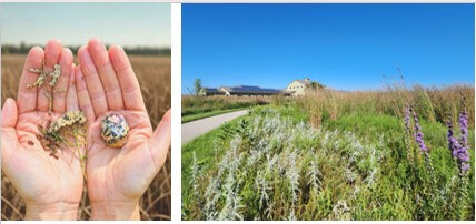Prairie Walk and Native Seed Bombs