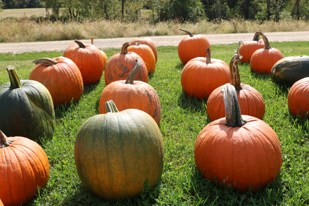 Fall Fun at Pumpkin Hill