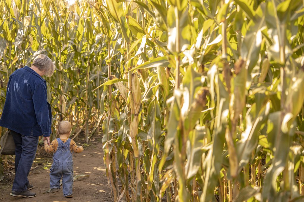 Plan Your Trip family walking through a corn maze