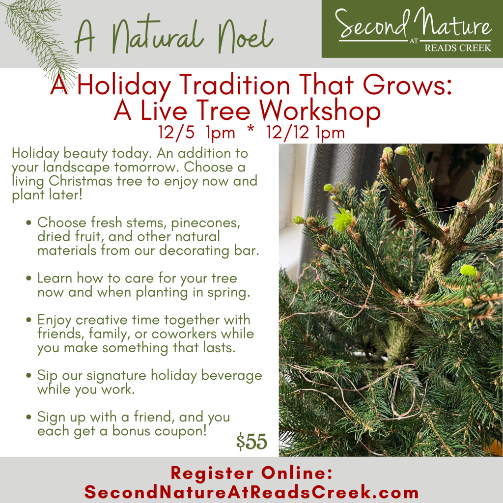 A Holiday Tradition That Grows: A Live Tree Workshop